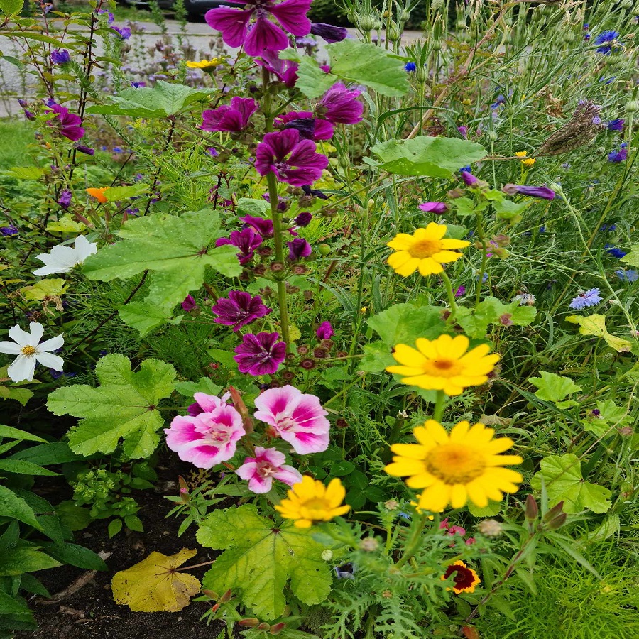 Da verden fik farver: Torsdagssalon om biodiversitetens udvikling
